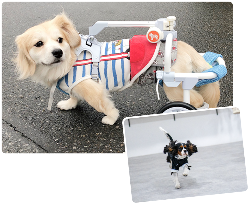 車いすに乗っているわんちゃんの様子