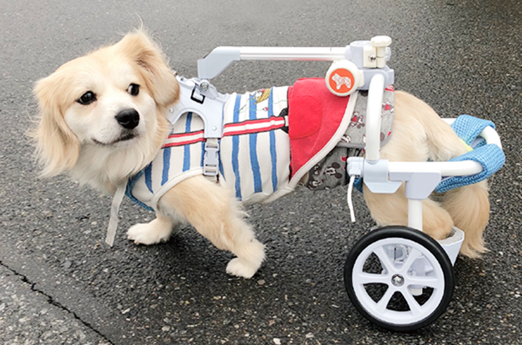車いすを使っている犬