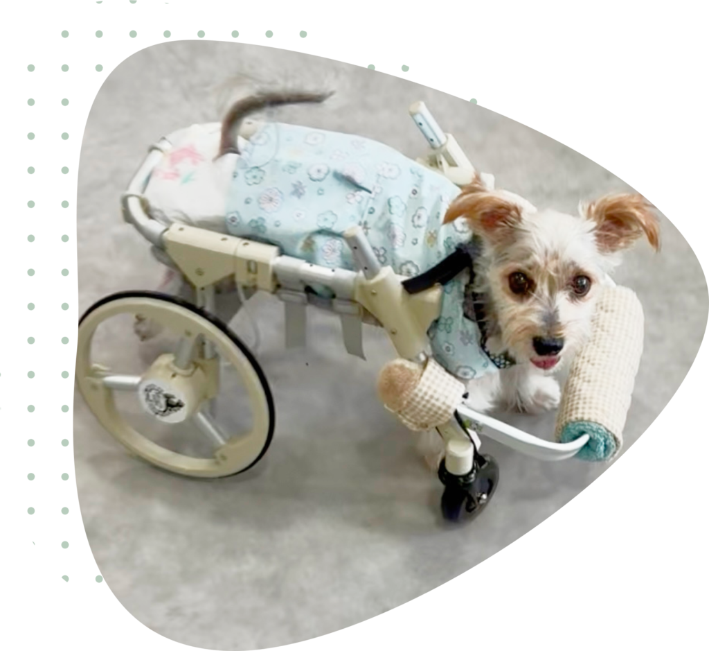 車いすに乗るわんちゃん