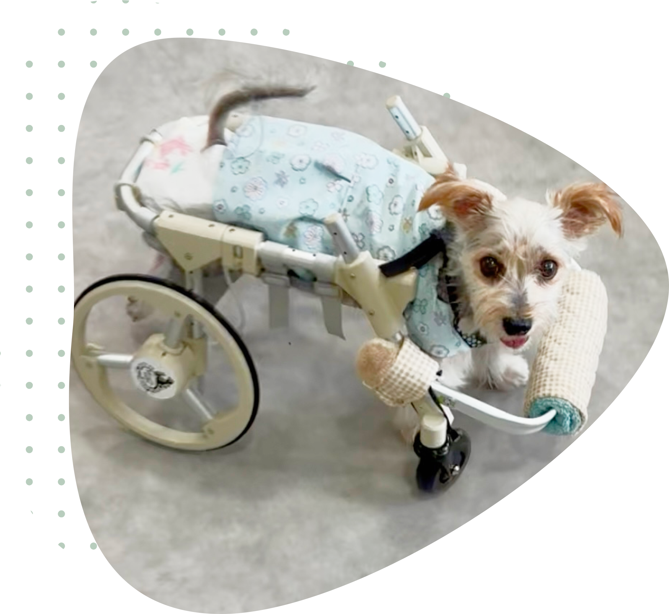 車いすに乗るわんちゃん